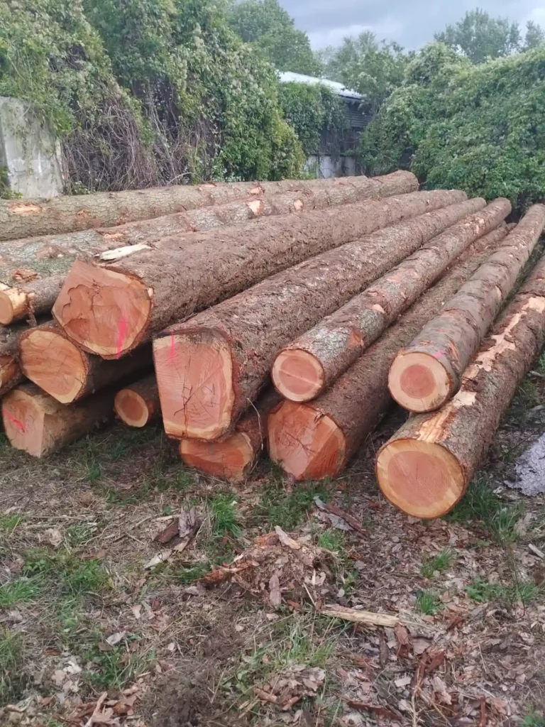 DAGLEZJA – dłużyce tartaczne, długość 12 m – SPRZEDAM