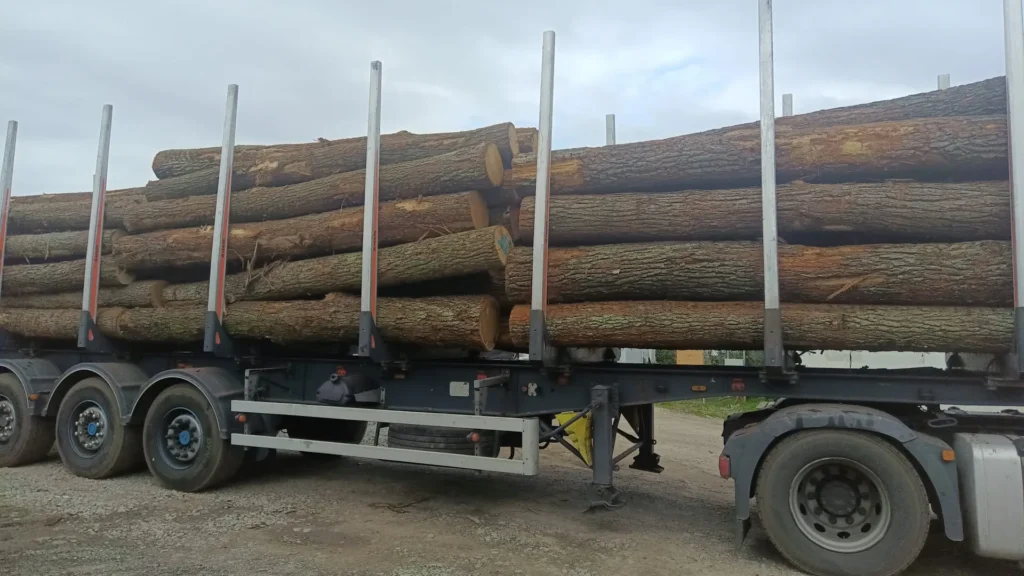 DĄB – kłody tartaczne, długość 4 m – SPRZEDAM