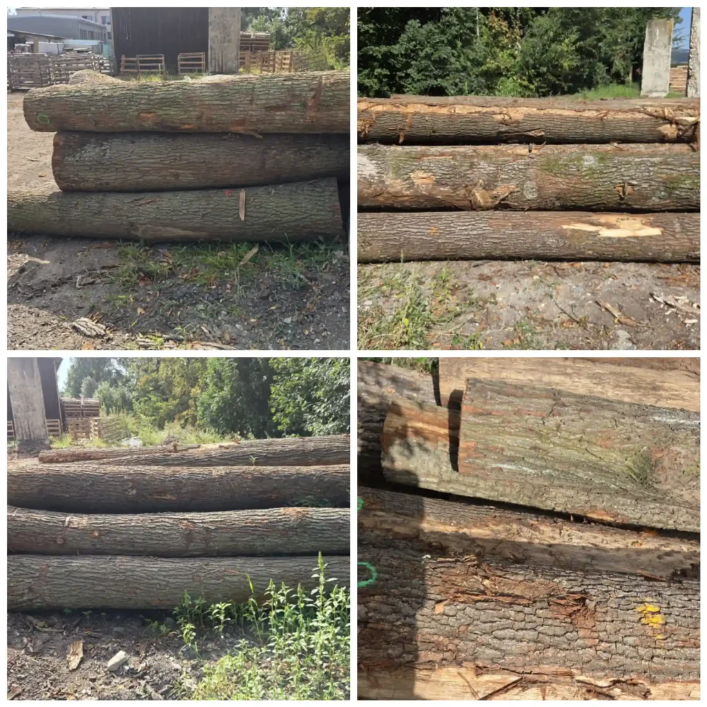 DĄB – drewno tartaczne, długość 3-7 m – SPRZEDAM