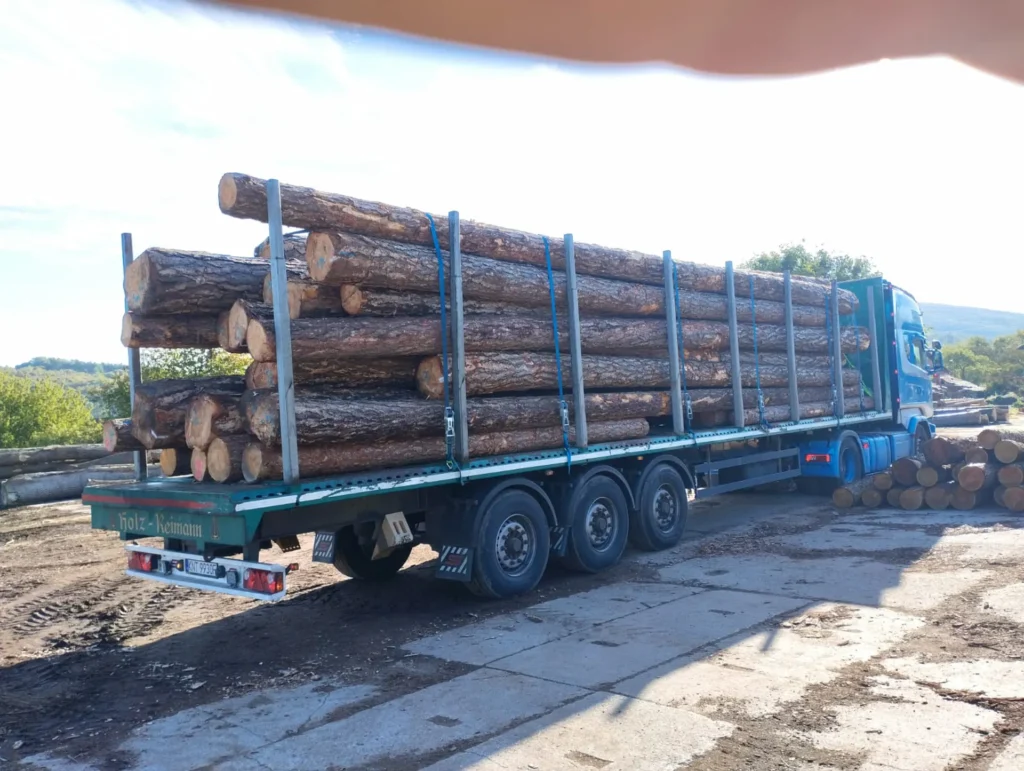SOSNA – drewno tartaczne, długość 5-12 m – SPRZEDAM