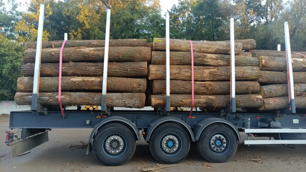DĄB –kłody tartaczne, długość 2,5/3 m – SPRZEDAM