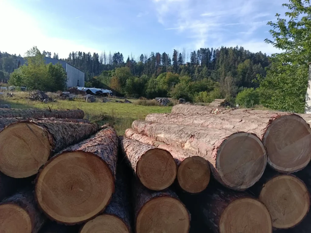 MODRZEW – kłody tartaczne, długość 5 m – SPRZEDAM
