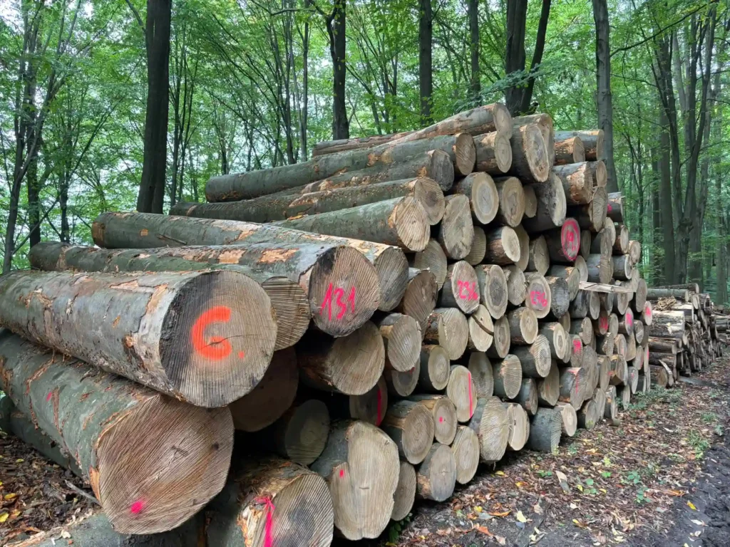 BUK – kłody tartaczne, długość 4 m – SPRZEDAM