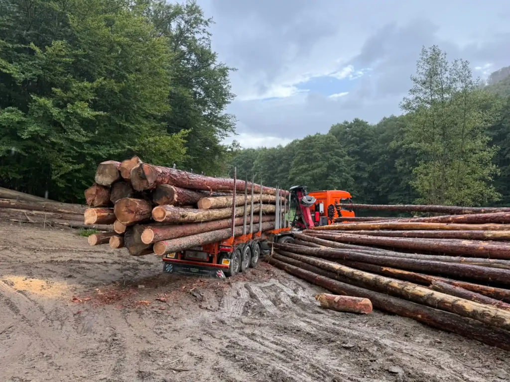 MODRZEW – dłużyce tartaczne, długość 10/12 m – SPRZEDAM
