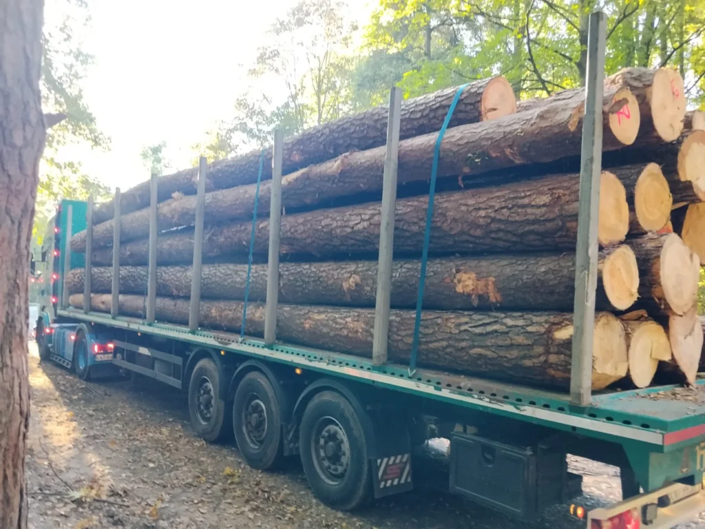 SOSNA – dłużyce tartaczne, długość 6-12 m – SPRZEDAM