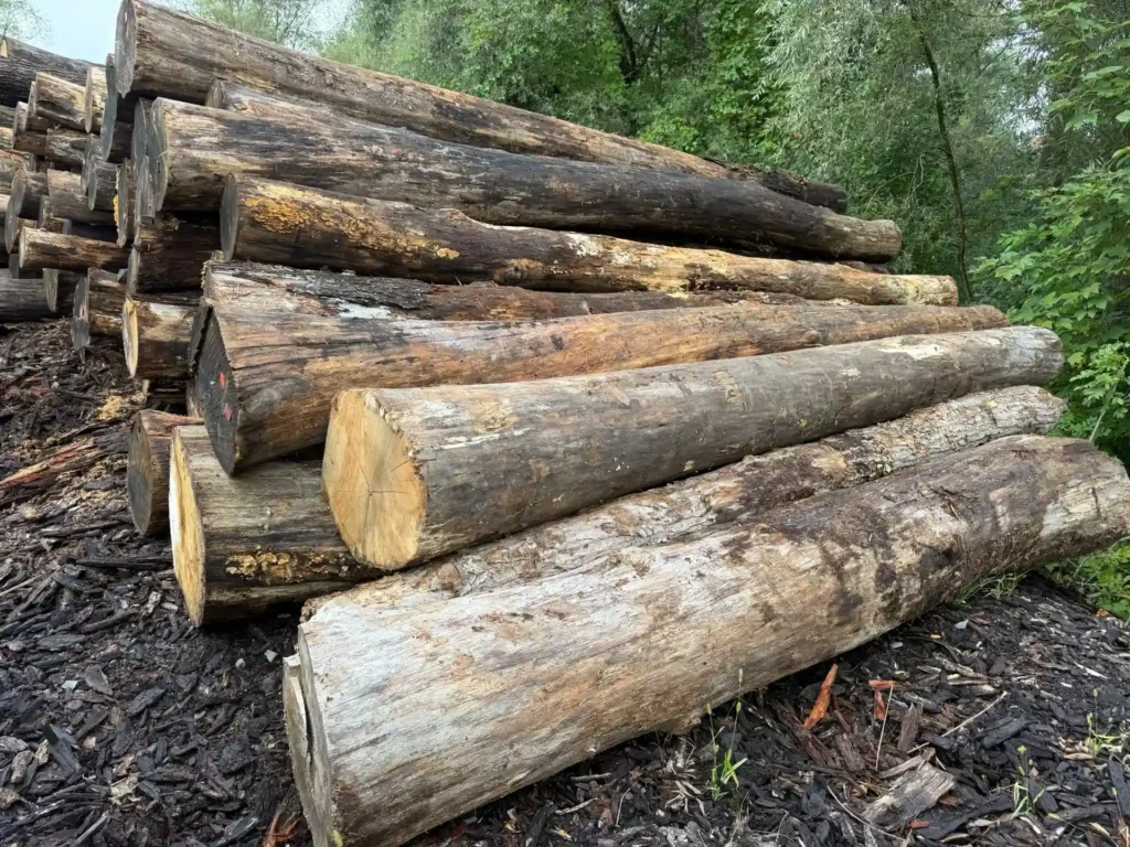 DĄB – drewno tartaczne, posusz, długość 2,5-10 m – SPRZEDAM