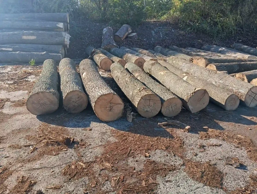 JESION – kłody tartaczne, długość 4 m – SPRZEDAM