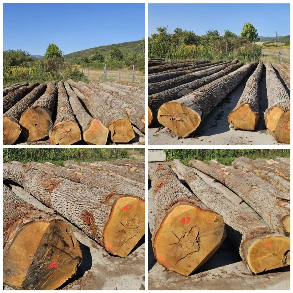 DĄB – dłużyce tartaczne, długość 8/10/12 m – SPRZEDAM