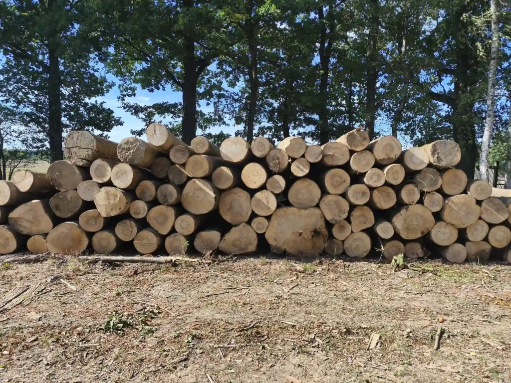 JESION – kłody tartaczne, długość 4 m – SPRZEDAM