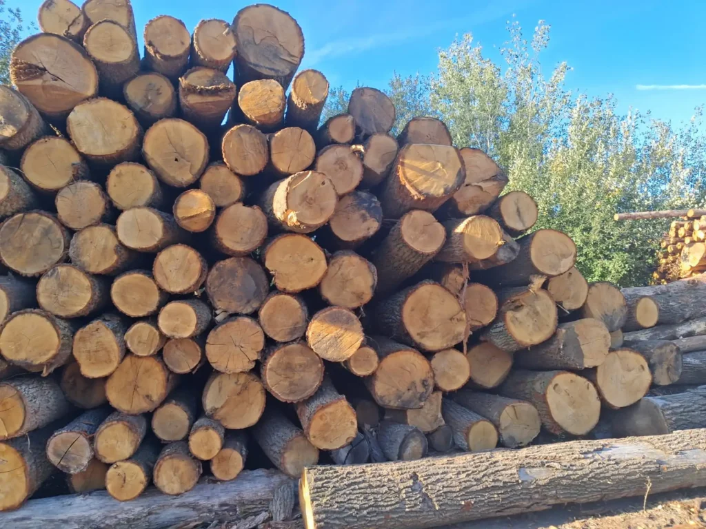 DĄB – kłody tartaczne, długość 4 m – SPRZEDAM