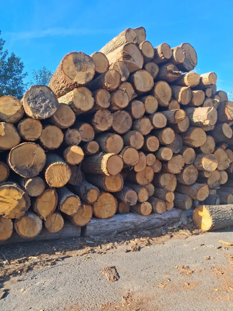 DĄB – kłody tartaczne, długość 4 m – SPRZEDAM
