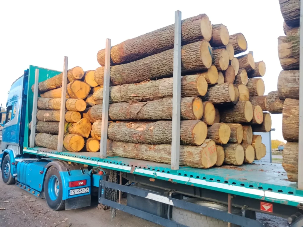DĄB – kłody tartaczne, długość 2,5 m – SPRZEDAM