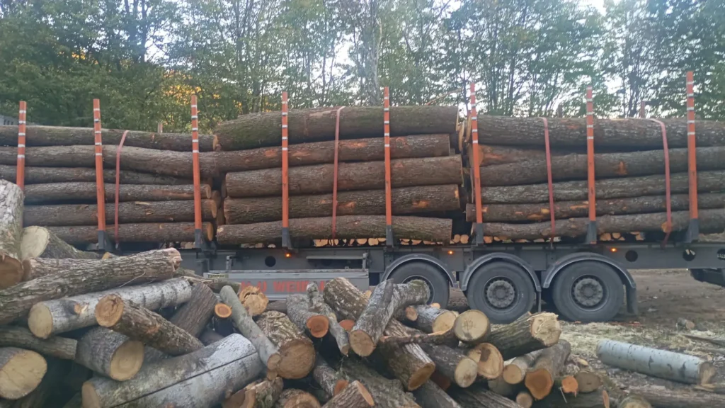 OLCHA – kłody tartaczne, długość 4 m – SPRZEDAM