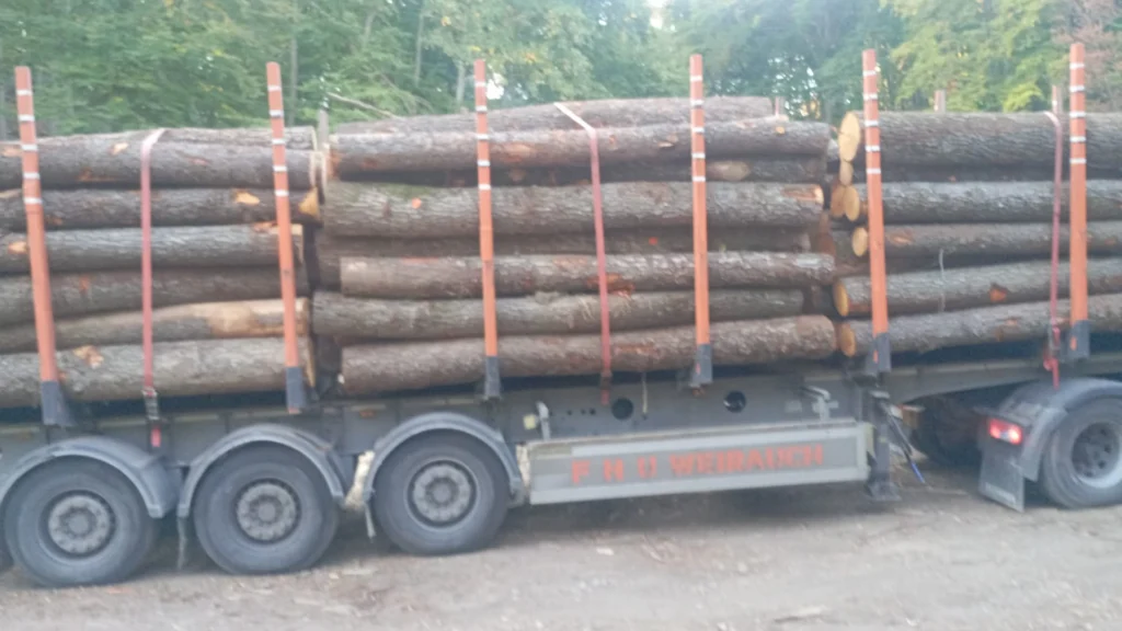 OLCHA – kłody tartaczne, długość 4 m – SPRZEDAM