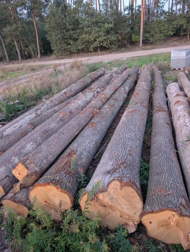 DĄB – dłużyce tartaczne, długość 7-13 m – SPRZEDAM