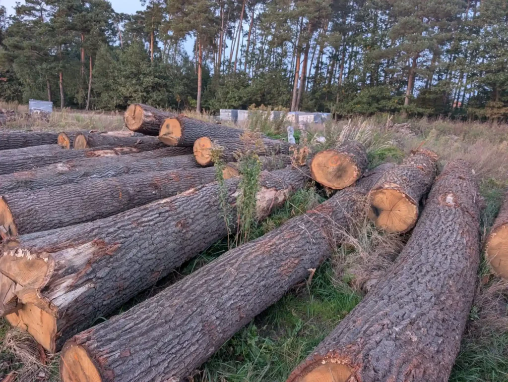 DĄB – kłody tartaczne, długość 3-6 m – postrzelany, odłamki – SPRZEDAM