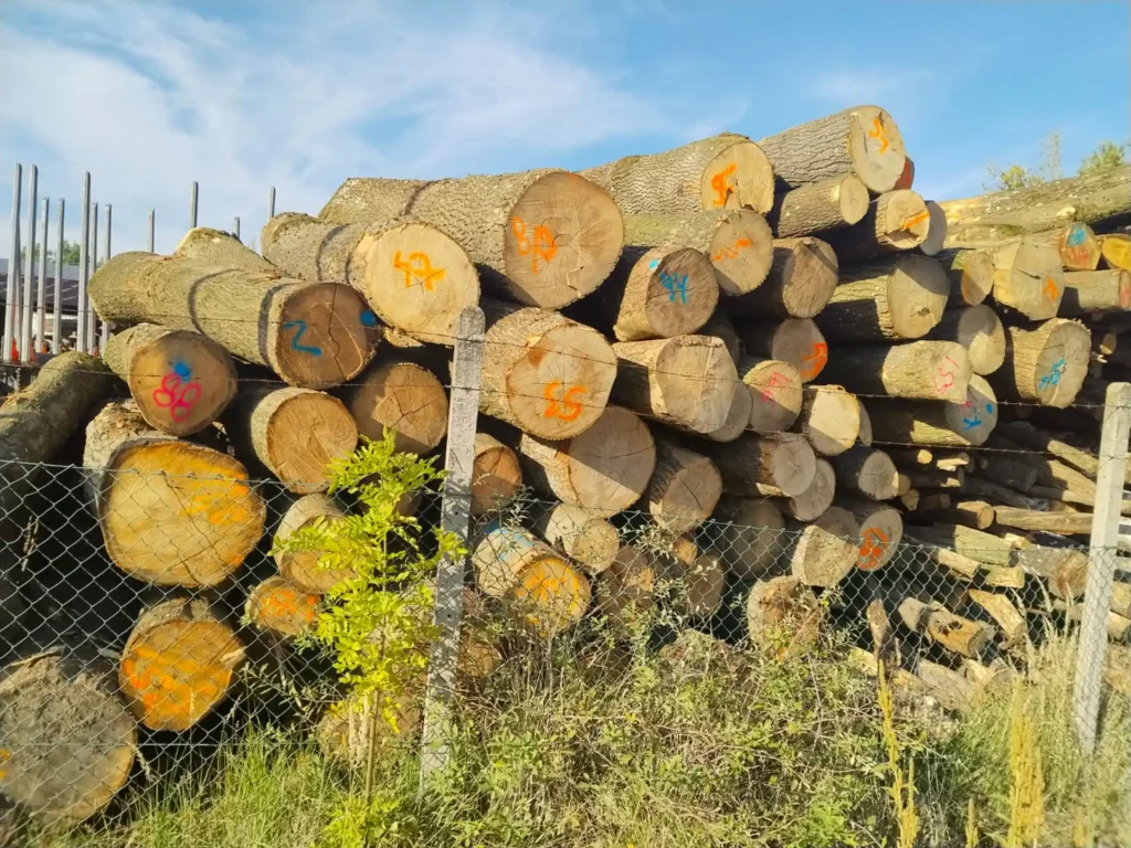 JESION – kłody tartaczne, długość 3,5-4 m – SPRZEDAM