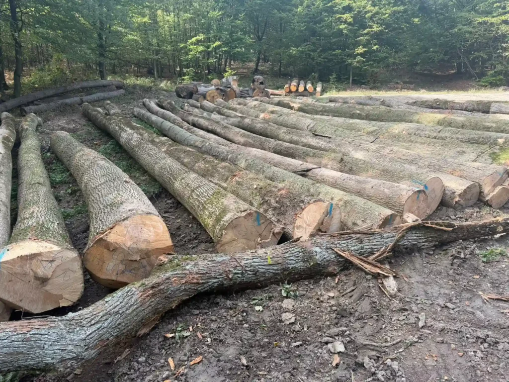 JESION – dłużyce tartaczne, długość 6-12 m – SPRZEDAM