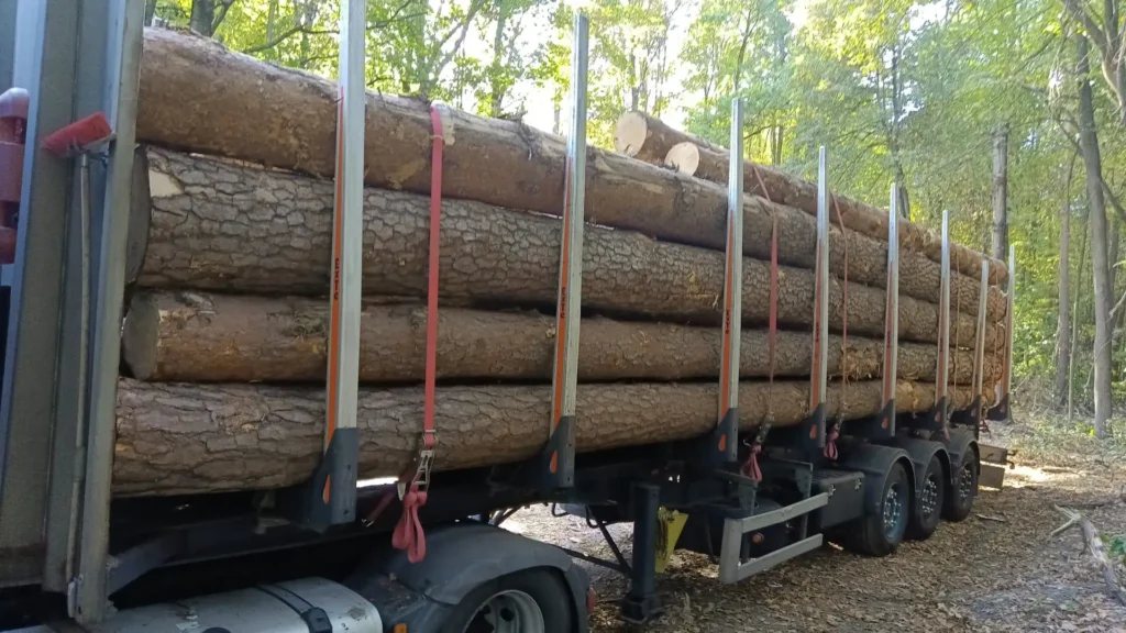 SOSNA – dłużyce tartaczne, długość 6-12 m – SPRZEDAM