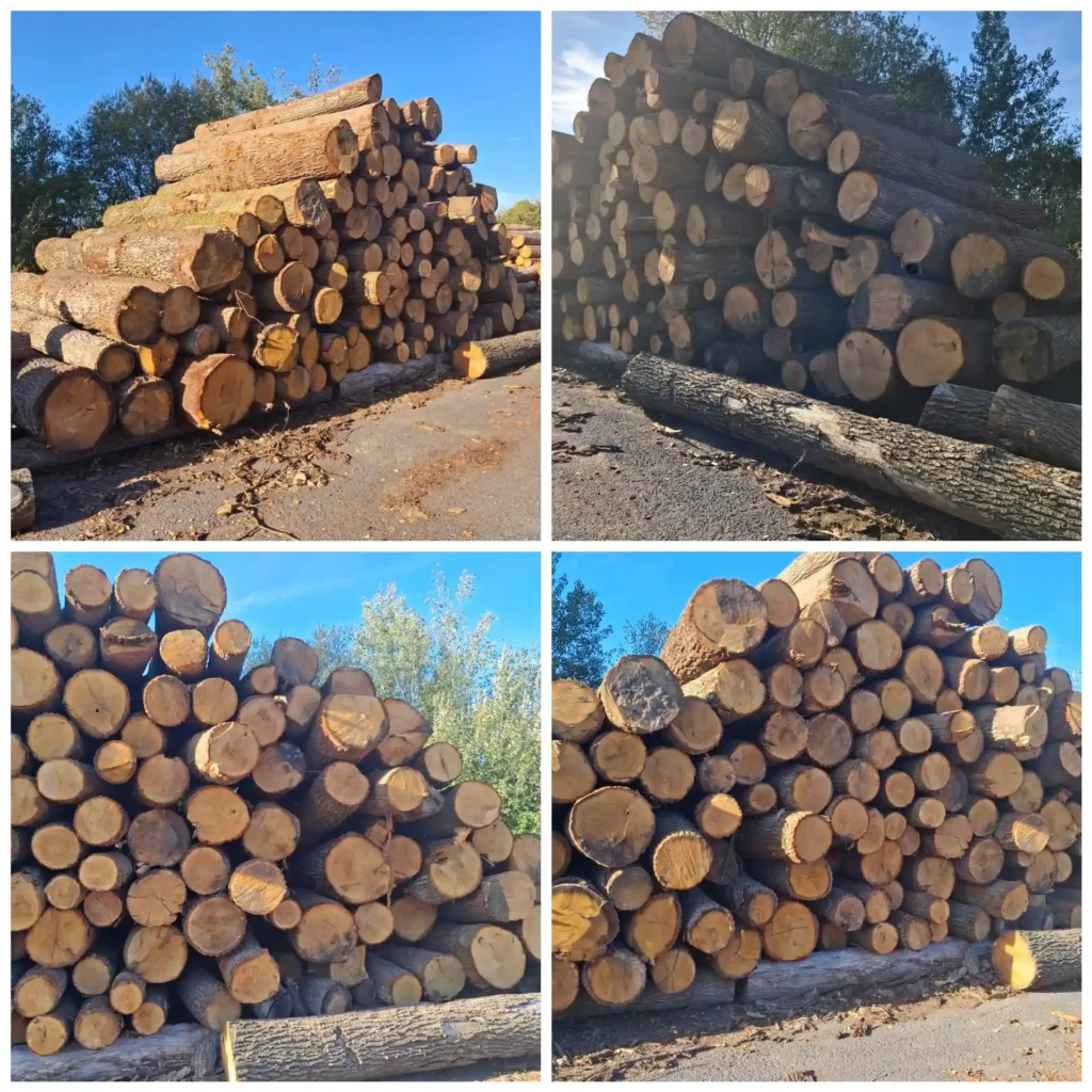 DĄB – kłody tartaczne, długość 4 m – SPRZEDAM