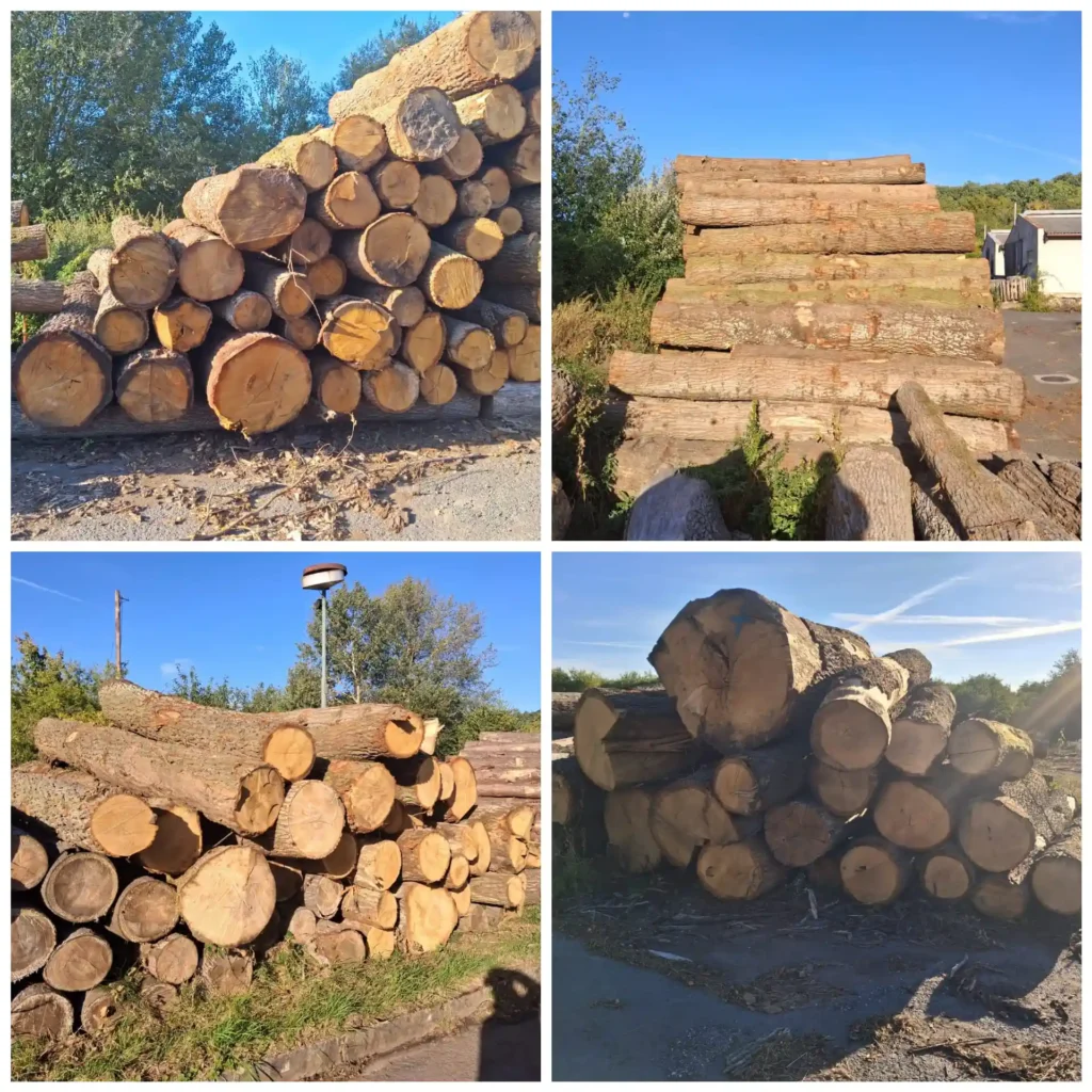 DĄB – kłody tartaczne, długość 4 m – SPRZEDAM