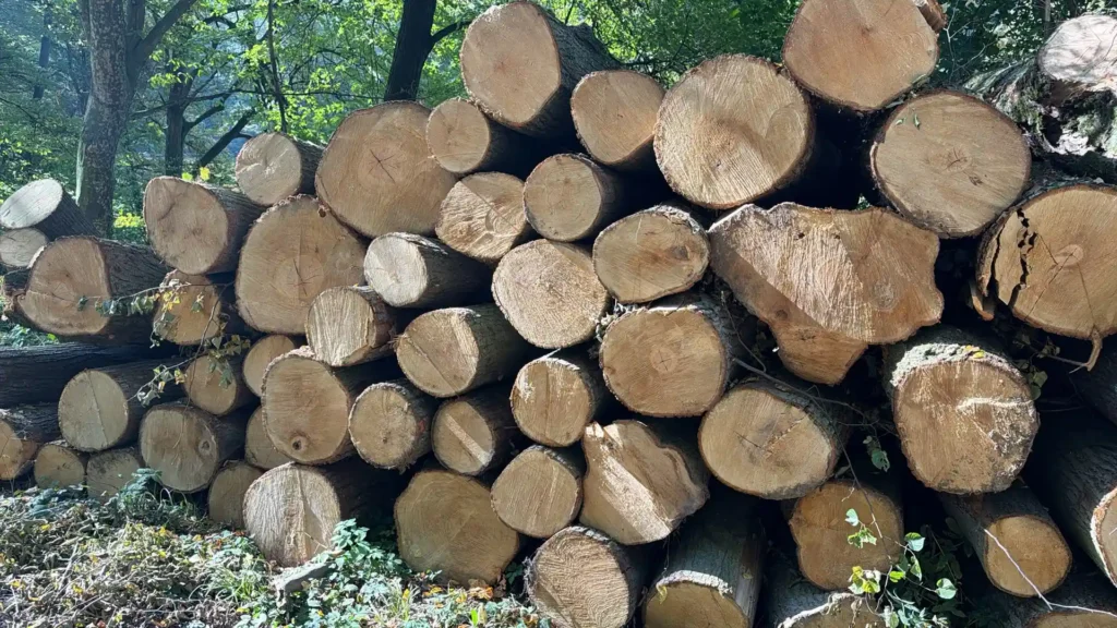 LIPA – kłody tartaczne, długość 4 m – SPRZEDAM