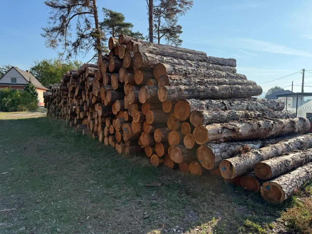 SOSNA – kłody tartaczne, długość 4 m – SPRZEDAM