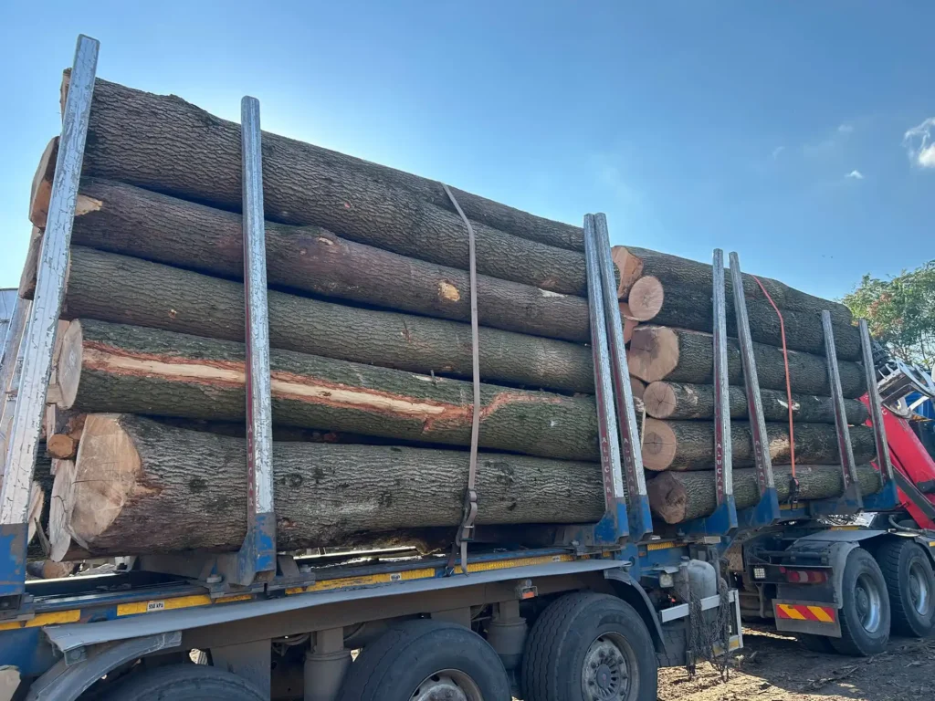 JESION – kłody tartaczne, długość 4 m – SPRZEDAM