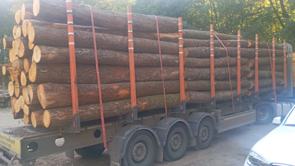 OLCHA – kłody tartaczne, długość 4 m – SPRZEDAM