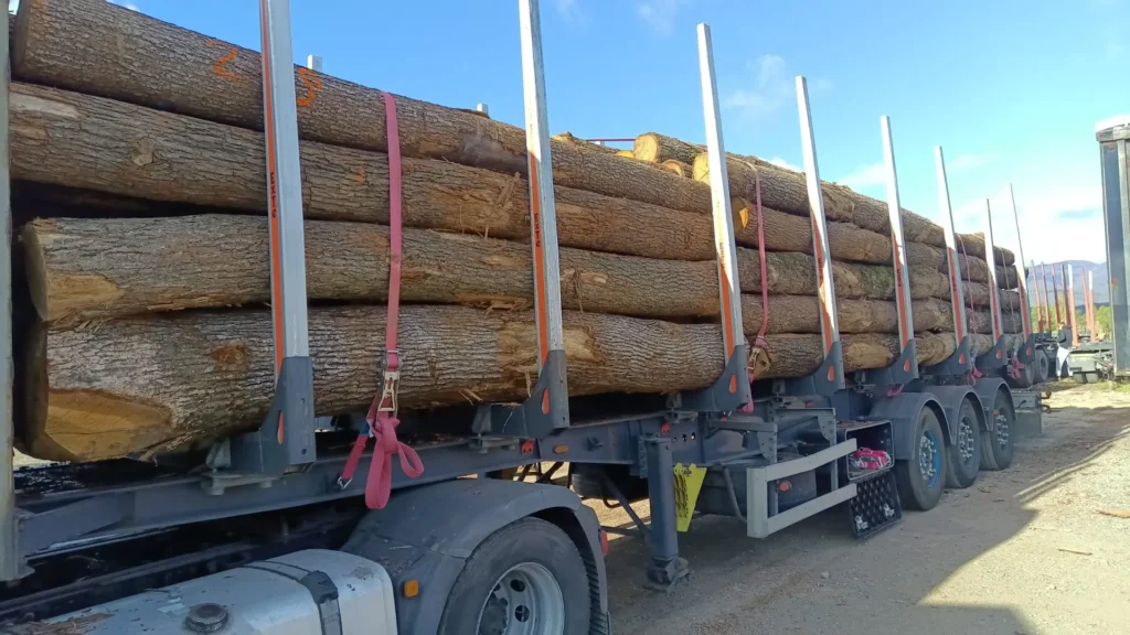 DĄB – kłody tartaczne, długość 4 m – SPRZEDAM