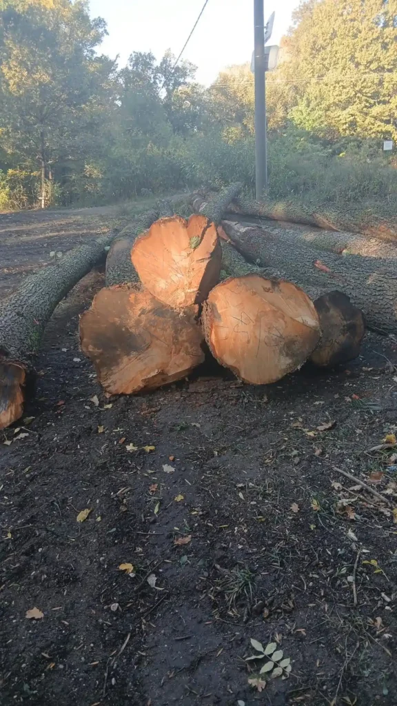 OLCHA – dłużyce tartaczne, długość 8/10/12 m – SPRZEDAM