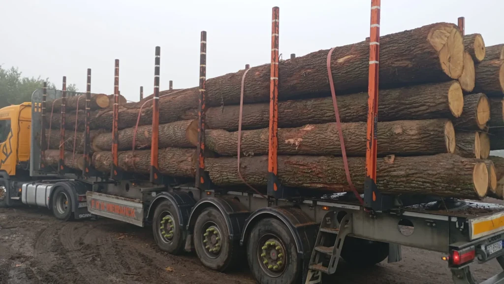 DĄB – kłody tartaczne, długość 4 m – SPRZEDAM