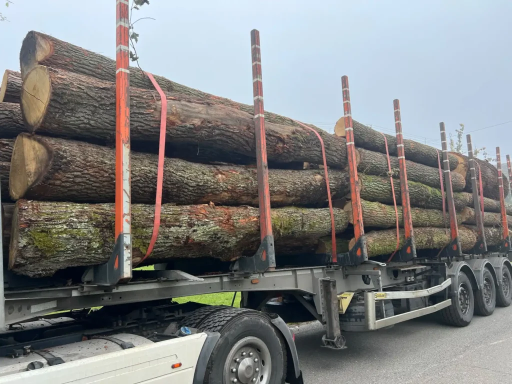 DĄB – kłody tartaczne, długość 4 m – SPRZEDAM