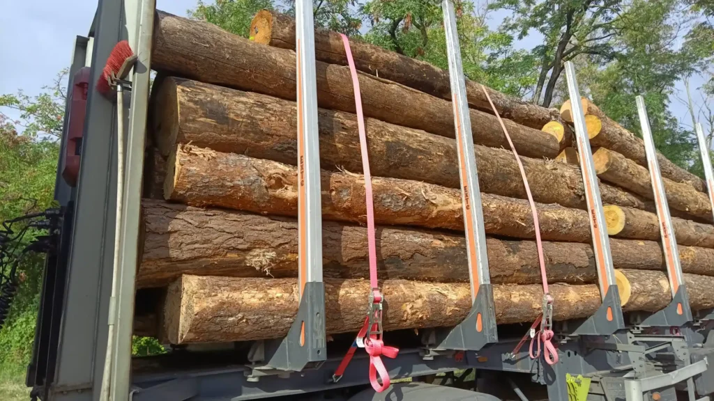 SOSNA – kłody tartaczne, długość 4 m – SPRZEDAM