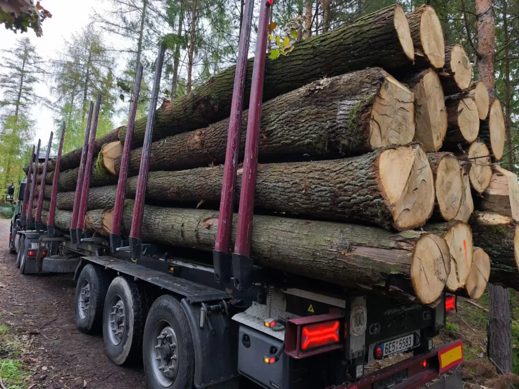 DĄB – kłody tartaczne, długość 4 m – SPRZEDAM