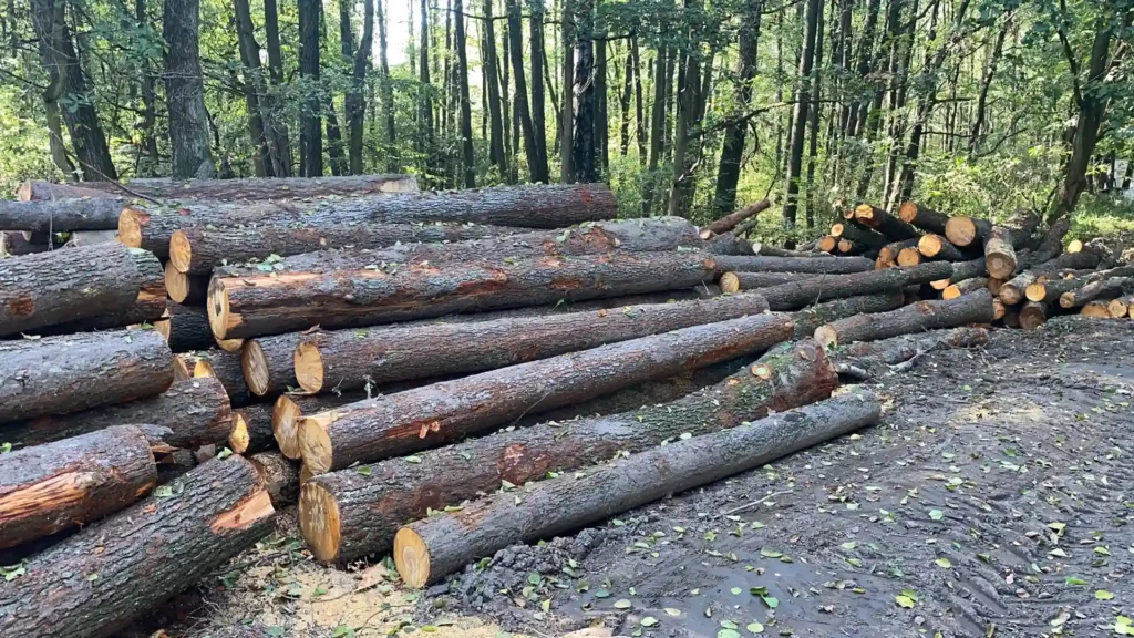 OLCHA – kłody tartaczne, długość 4 m – SPRZEDAM