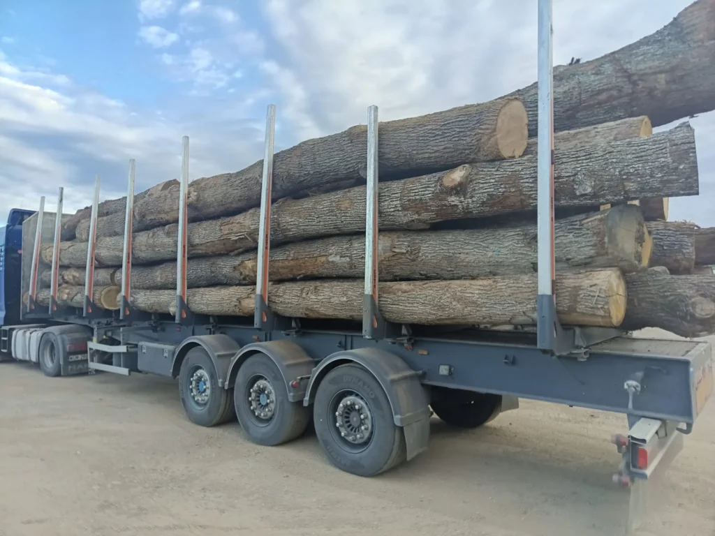 DĄB – drewno tartaczne, długość 4-12 m – SPRZEDAM
