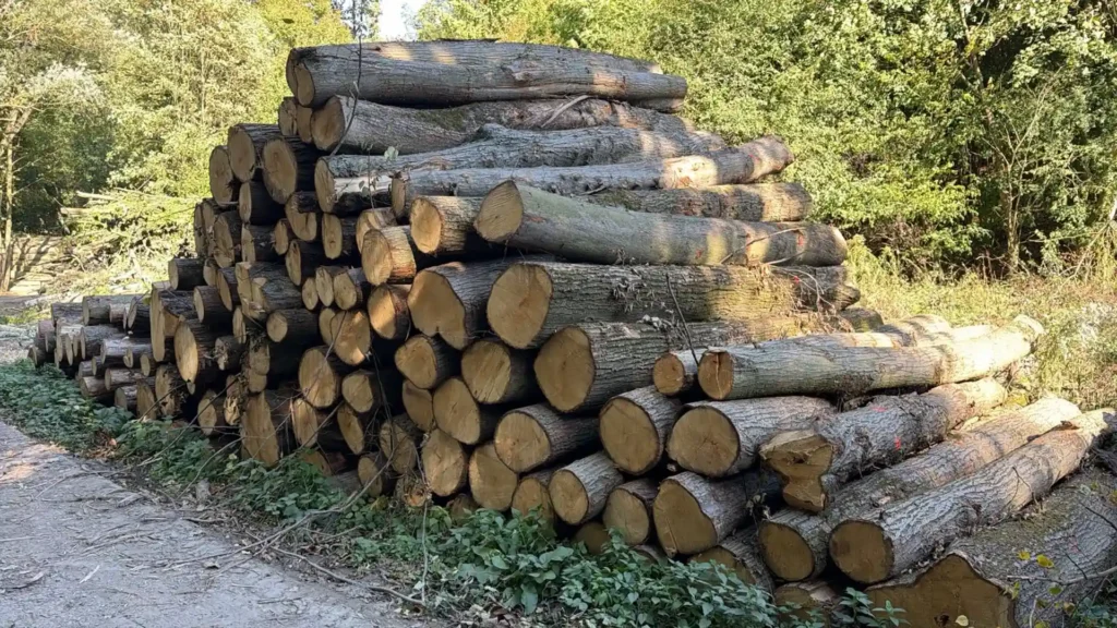 LIPA – kłody tartaczne, długość 4 m – SPRZEDAM