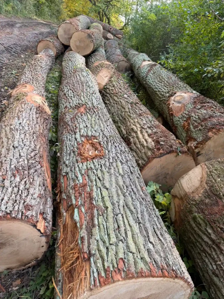 DĄB– drewno tartaczne, długość 4-8 m – SPRZEDAM
