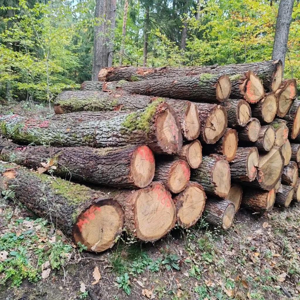 DĄB– kłody tartaczne, długość 3 m – SPRZEDAM