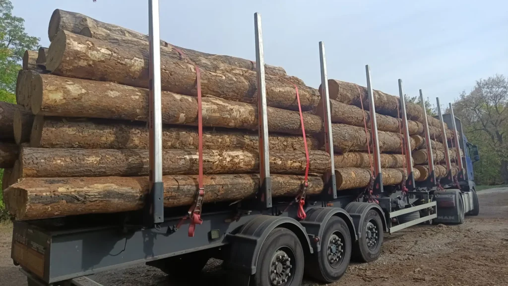 SOSNA – kłody tartaczne, długość 4 m – SPRZEDAM
