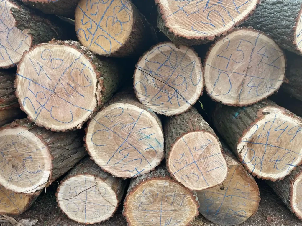 DĄB – kłody tartaczne, długość 2-4 m – SPRZEDAM