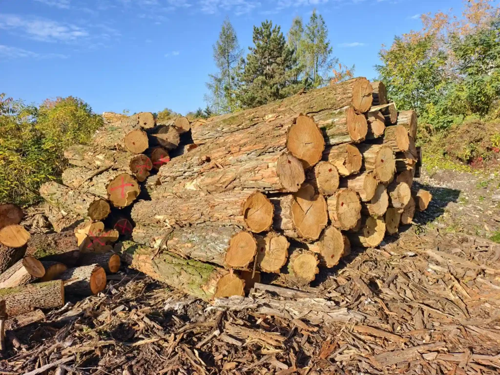 AKACJA – kłody tartaczne, długość 3 m – SPRZEDAM