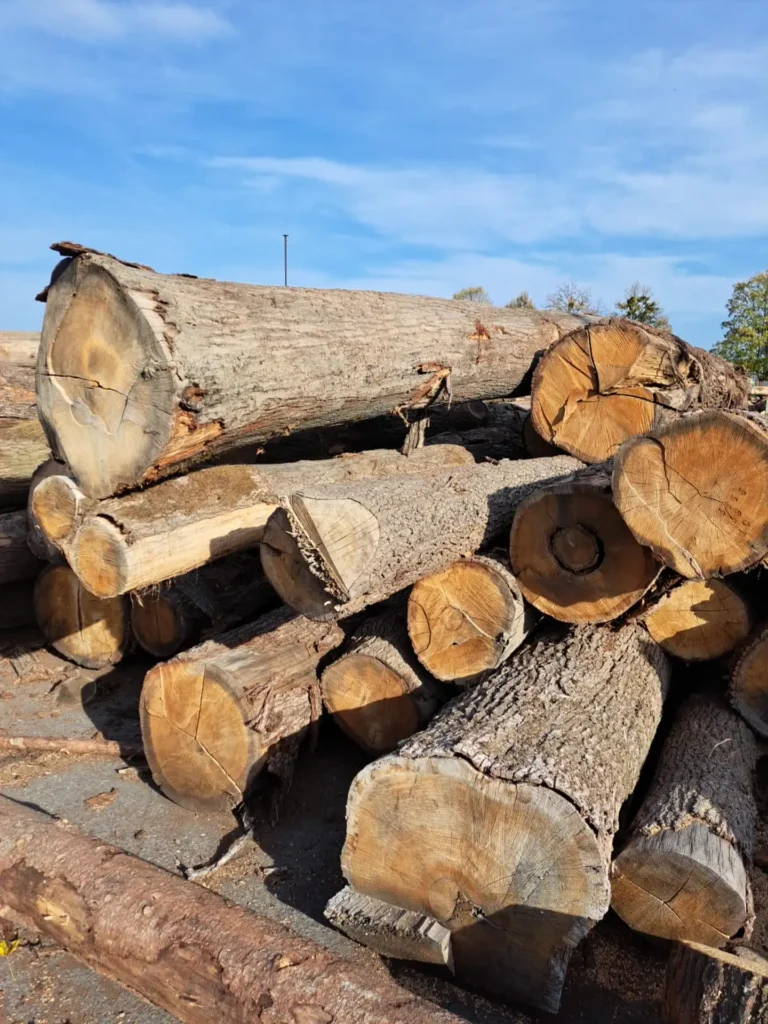 DĄB CZERWONY – drewno tartaczne, długość 4-8 m – SPRZEDAM