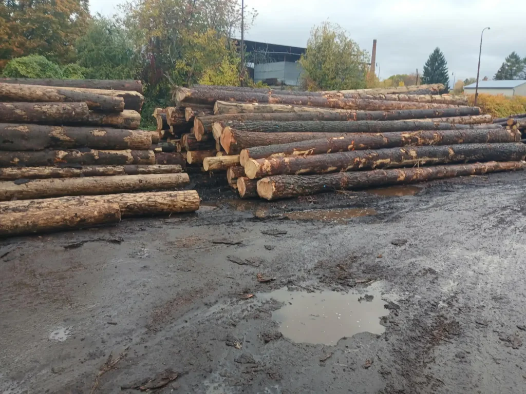 SOSNA – dłużyce tartaczne, długość 8/10/12 m – SPRZEDAM