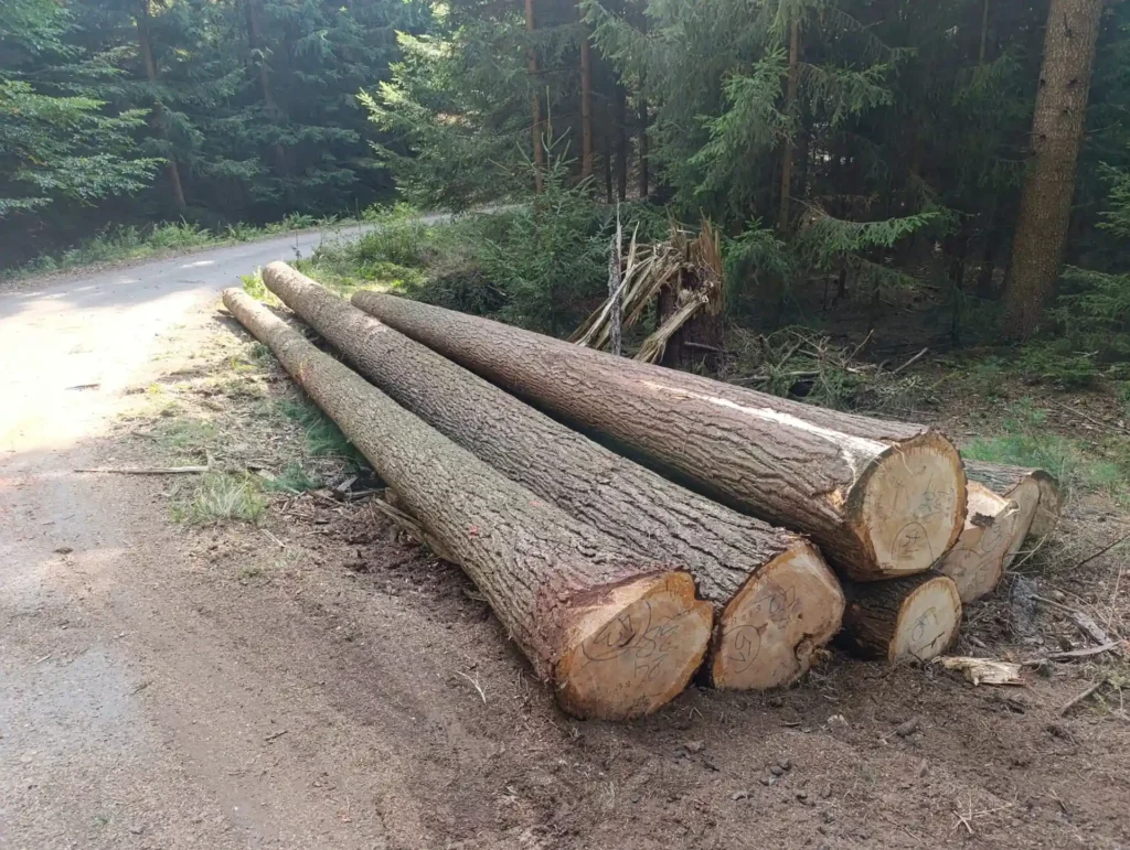 DAGLEZJA – dłużyce tartaczne, długość 12 m – SPRZEDAM