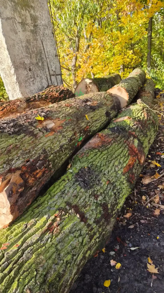DĄB – drewno tartaczne, długość 2,5-11 m – SPRZEDAM