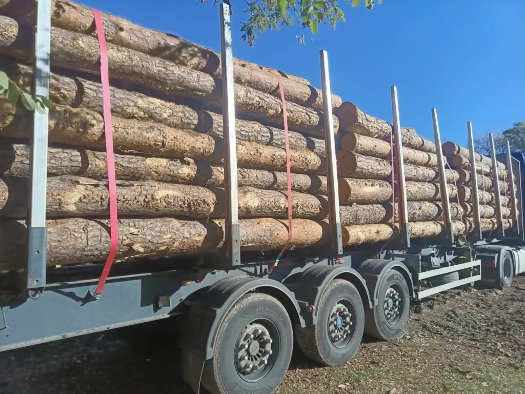 SOSNA – kłody tartaczne, długość 4 m – SPRZEDAM
