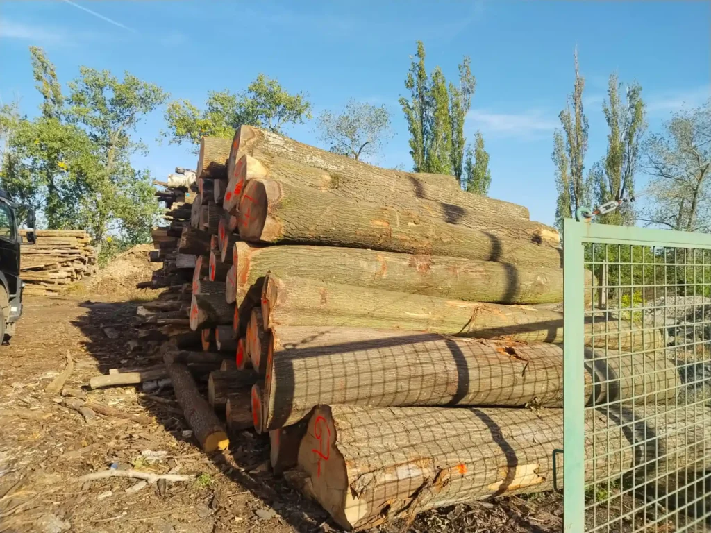 JESION – kłody tartaczne, długość 3-4 m – SPRZEDAM