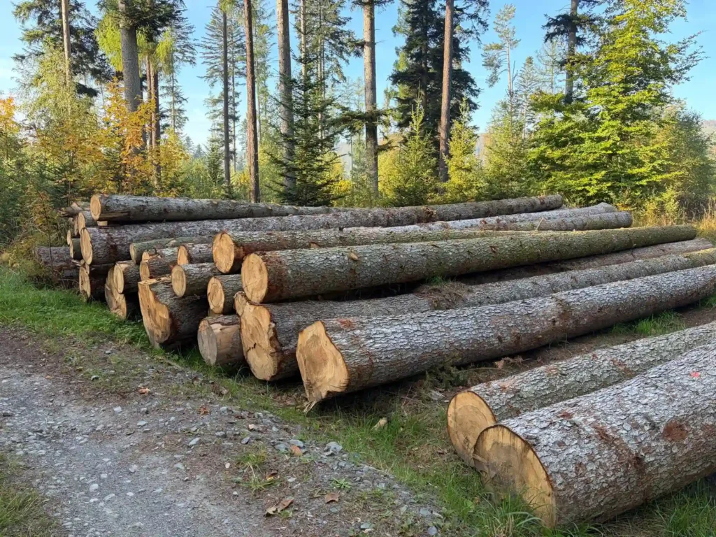 JODŁA – dłużyce tartaczne, długość 12 m – SPRZEDAM